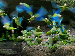 Toui de Deville - Cobalt-winged Parakeet