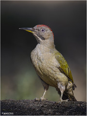 Green Woodpecker portrait
