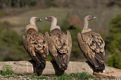 Vautour fauve - Gyps fulvus - Griffon Vulture - Gänsegeier - Buitre Leonado - Grifone