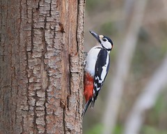 Great Spotted Woodpecker (m)