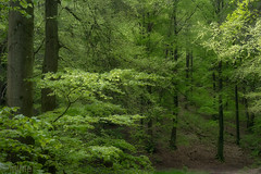 Maigrüner Pfälzerwald