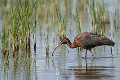 Capo reial - Morito comun - Glossy ibis - Ibis falcinelle - Plegadis falcinellus