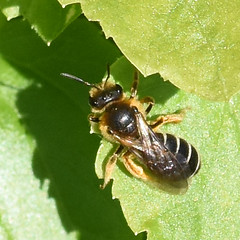 Halictus rubicundus ... Orange-legged Furrow Bee