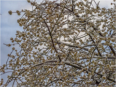 April Snowfall on Budding Tree Branches