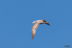 Juvenile Ring-billed Gull (2024-03-16 #13)