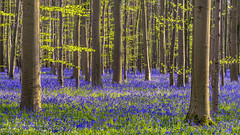 *Bluebell forest in the afternoon light*