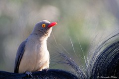 Piqueboeuf à bec rouge - Red-billed oxpecker