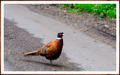 Kent's Woodland Pheasant UK