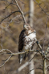 Cooper's Hawk in the backyard
