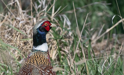 Ring-necked Pheasant, cock; Prairie Marsh Farm area, Marietta, MN 2496