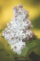 Photographic study of Lilac #11