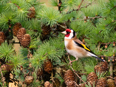 Goldfinch paradise (Stieglitz | Chardonneret élégant, Carduelis carduelis)