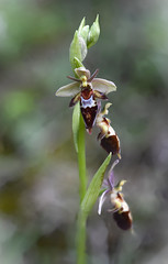 Ophrys x nelsonii, hybrid of fly orchid (Ophrys insectifera) and Woodcock Orchid (Ophrys scolopax) 1 of 3