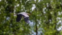 Héron cendré - Grey heron
