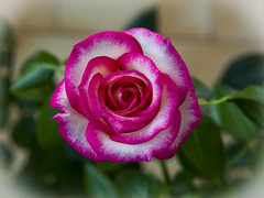 rosa (rose)