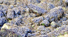 Mass of seaweed