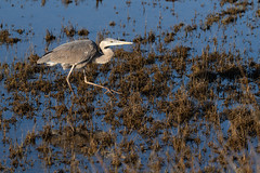 Heron on the Hunt in the Marsh