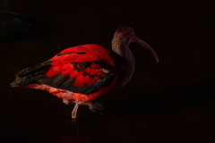 a scarlet ibis in the dark