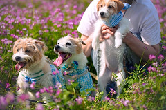 Three Jack Russell Terriers