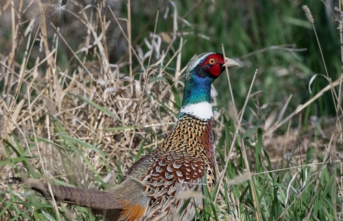 Ring-necked Pheasant, cock; Prairie Marsh Farm area, Marietta, MN 2502