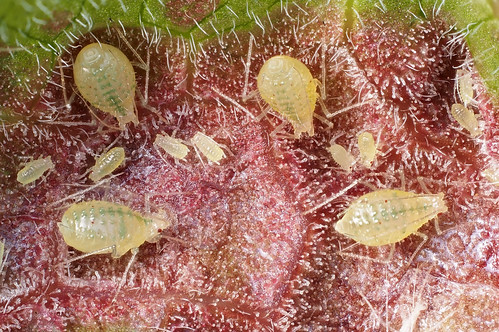 Cryptomyzus ribis (Red Currant Aphid)