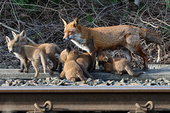 Red Fox Vixen and Cubs 020524a