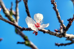 Cherry Blossom — Flor de cerejeira