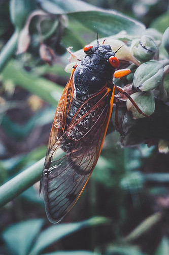 Cicada on Spiderwort Flower Buds, 2024