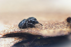 Copper Jumping Spider (Sibianor aurocinctus) - record shot