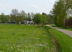 Peaceful landscape near Doornspijk