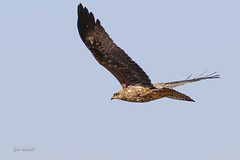 Black Kite (Milvus migrans) juvenile Spain_9756