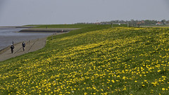 Yellow sea dyke area at the southern North Sea coast, Northern Germany (Lower Saxony)