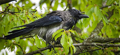 Wet crow από hedera.baltica στο flickr