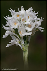 Neotinea tridentata (white).