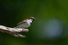 Sparrow in the Bokeh