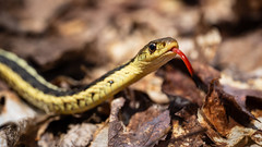 Couleuvre rayée /  Common garter snake