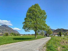 Tree by the roadside in spring in Oberaudorf in Bavaria, Germany