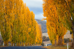 Golden Hour Serenity: Capturing Autumn's Splendor on the Country Road