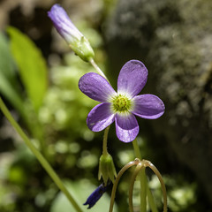 Violet woodsorrel (2)