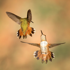 Rufous hummingbirds