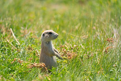 Adorable prairie dog stands on its haunches and hind legs to look around. Taken at Devils Tower National Monument