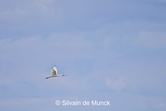 Liuitle egret