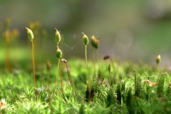 Tiny moss