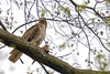 Red-Tailed Hawk & Lunch, Central Park