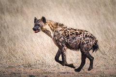 Hyena02