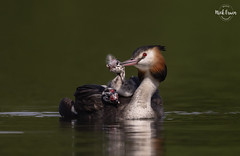 Great Crested Grebe Giving Chick A Feather To Aid Digestion Of Fish