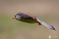 A male Kestrel hovering over a field in North Yorkshire Uk