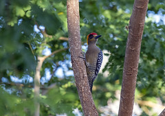 Golden-cheeked woodpecker (Melanerpes chrysogenys)
