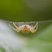 Araniella displicata (six-spotted orb-weaver)