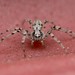 Philodromus cespitum (turf running spider)